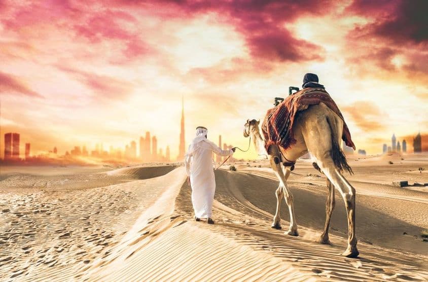 Arabská ťava vedená emiratom, v pozadí Burj Khalifa.