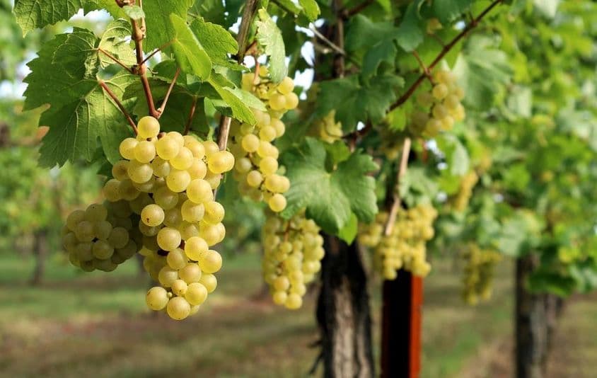 Obrázok zobrazuje vinnú révu s dozretými hroznami.