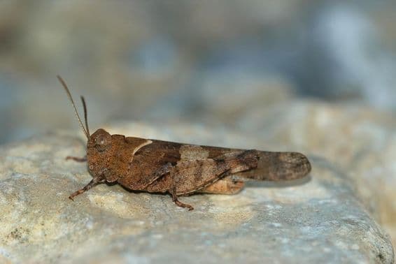 Kobyla odpočívajúca na kameni.