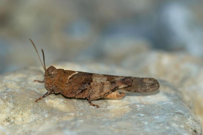 Kobyla odpočívajúca na kameni.