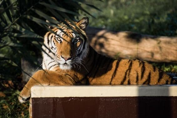 Tiger ležiaci v tieni.