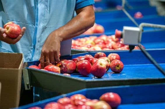 Muž triediaci jablká v baleniarni.