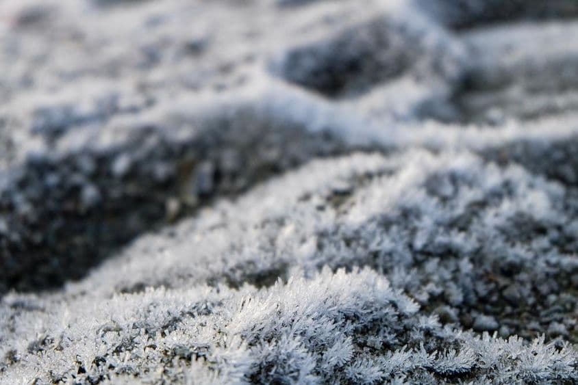 Zmrazená tráva, zmrazené divoké kvety.