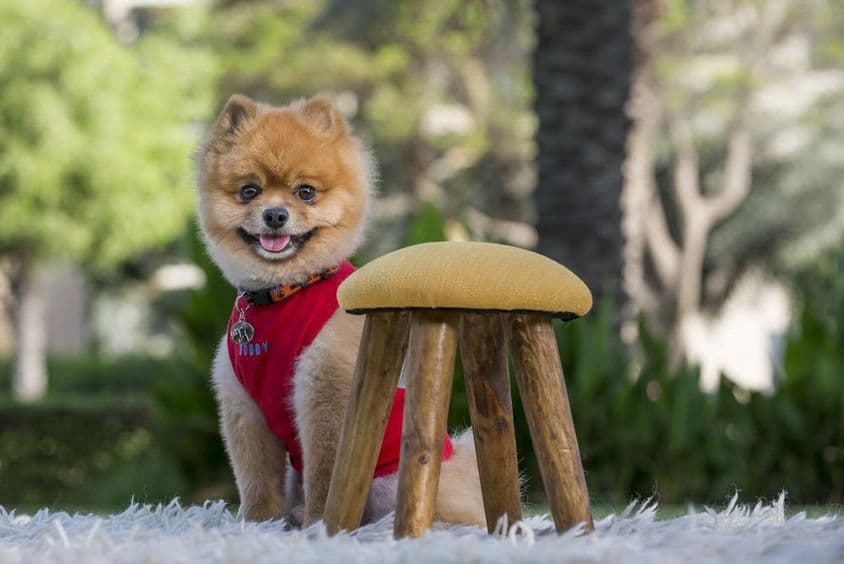 Čistokrvný pomeranian v červenom tričku.