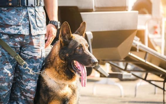 K9 nemecký ovčiak.