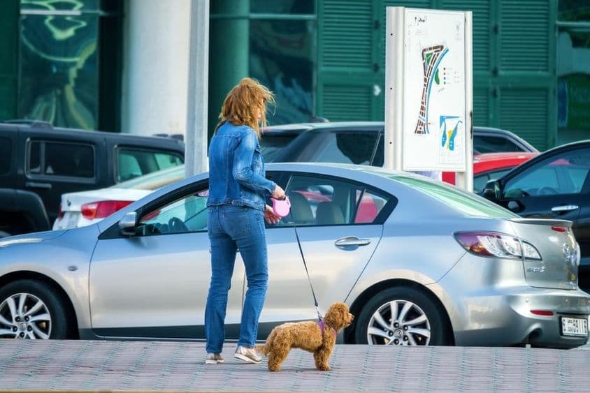 Žena venčiaca psa v Dubaji, SAE.
