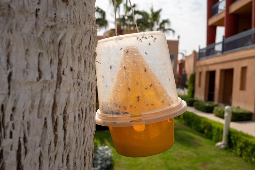 Pascu na hmyz, ako sú komáre a muchy.