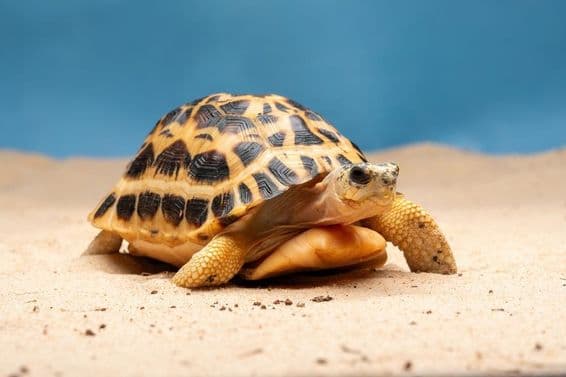 Sieťovaný pancieru korytnačky (Pyxis arachnoides).
