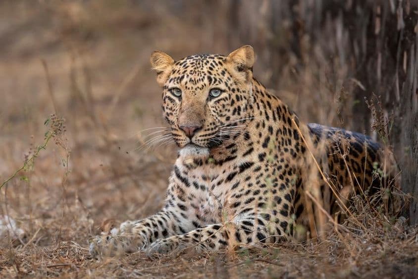 Veľký samec leoparda sediaci v tráve.