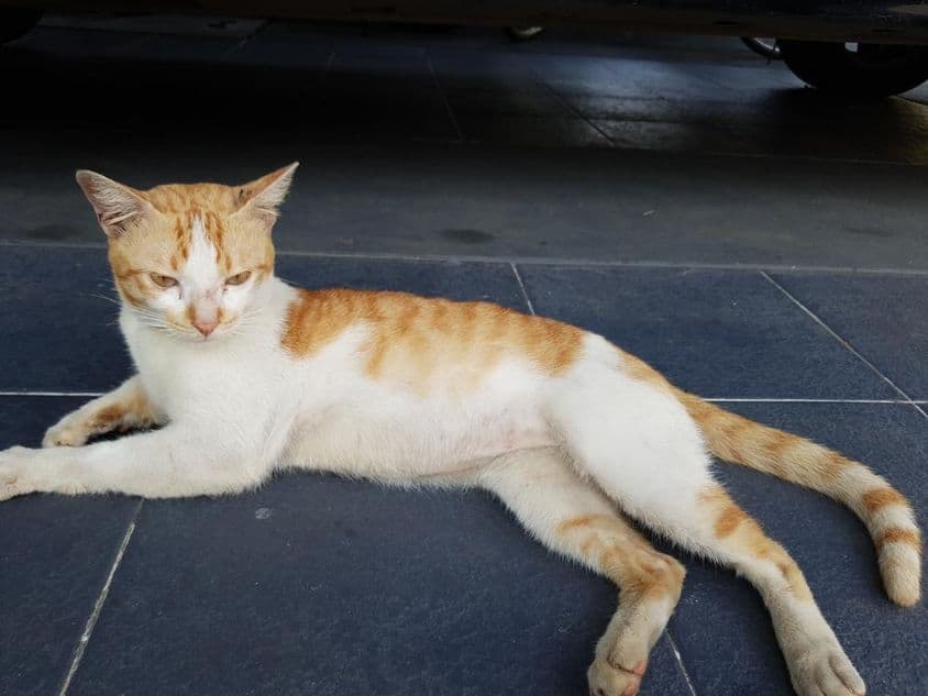 Arabská Mau, plemeno domácej mačky.