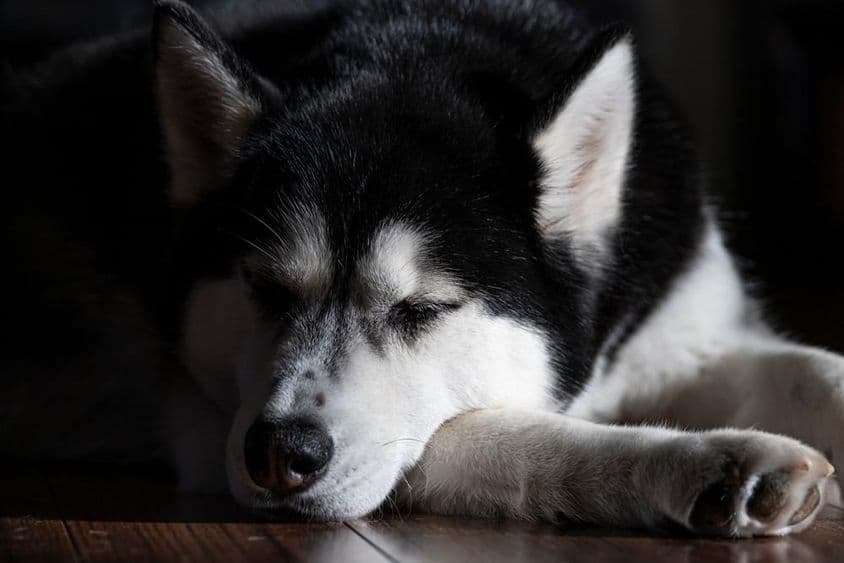 Sibírsky husky spí v miestnosti
