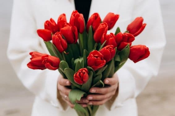 Kytica červených tulipánových kvetov.