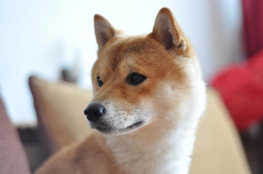 Detail mladého psa Shiba Inu.