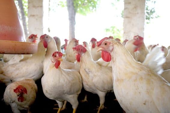 Skupina zdravých bielych kurčiat na hydinovej farme.