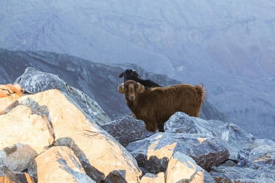 Arabský tahr na Jebel Jais, Ras Al Khaimah spozorovaný.