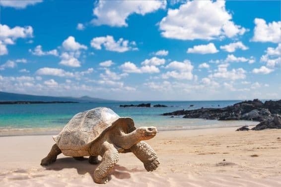 Galapágy, korytnačka galapágska.