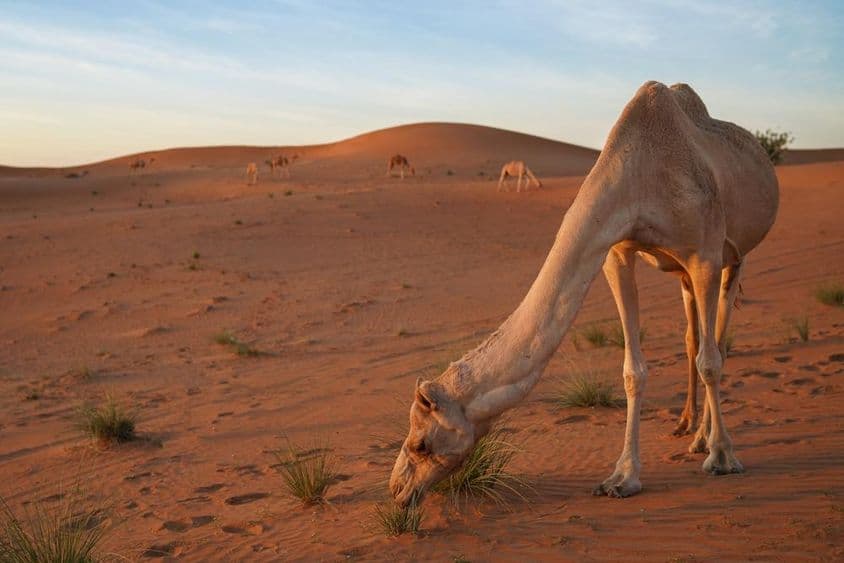 Sharjah, niekoľko tiav uprostred púšte Mleiha.