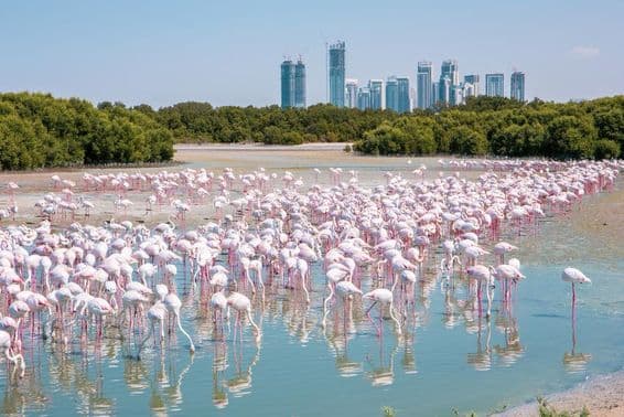 Tisíce ružových plameniakov (Phoenicopterus roseus) v rezervácii Ras Al Khor v Dubaji.