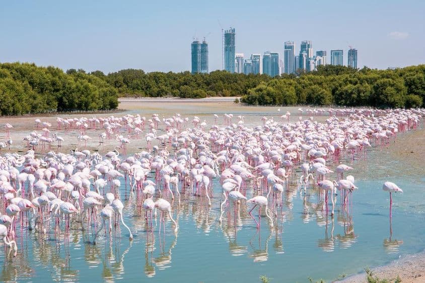 Tisíce ružových plameniakov (Phoenicopterus roseus) v rezervácii Ras Al Khor v Dubaji.