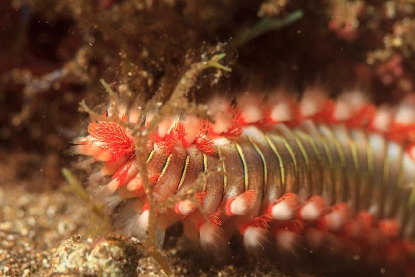 Morský červ ohniváčik vo vode.