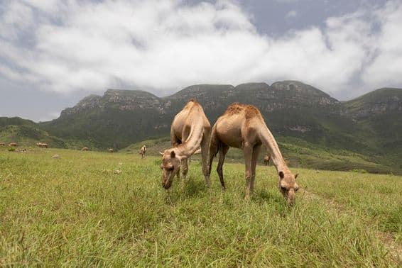 Ománske ťavy v Salalah.