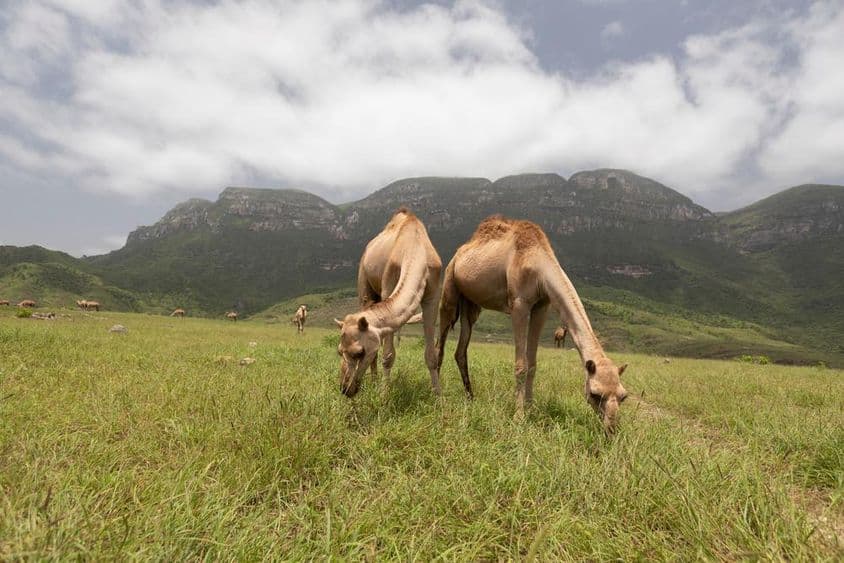 Ománske ťavy v Salalah.