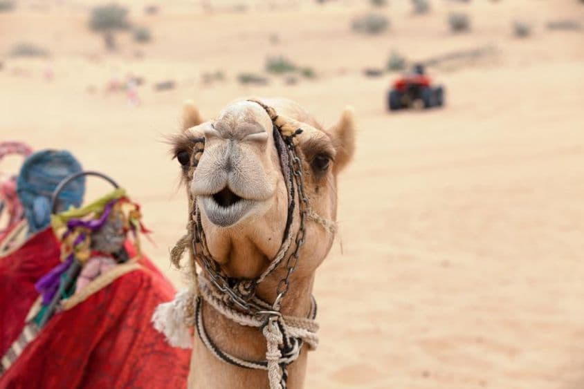 Arabský ťava v púšti v Dubaji.