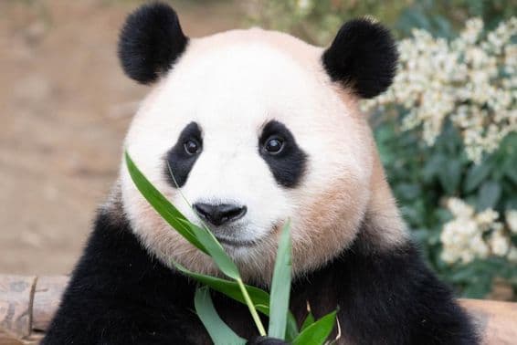 Oborová panda, Fu Bao, papa bambusové listy.