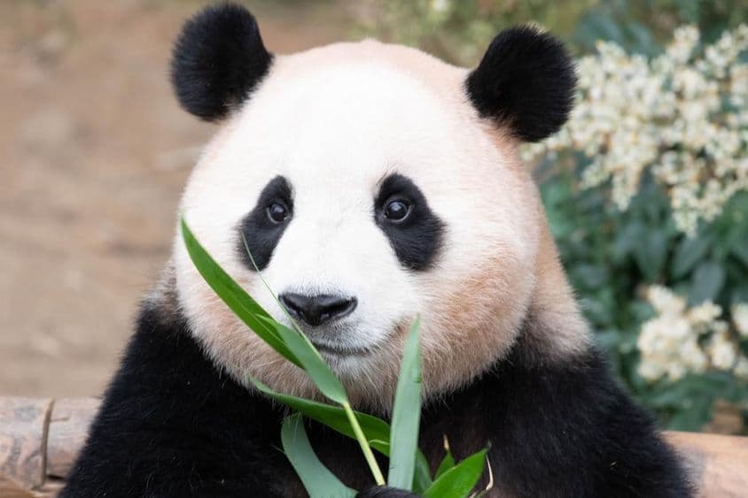 Oborová panda, Fu Bao, papa bambusové listy.