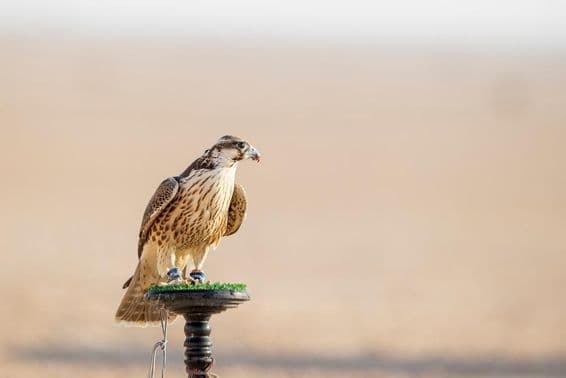 Sokol počas výcviku na púšti v Mesaieed, Katar.