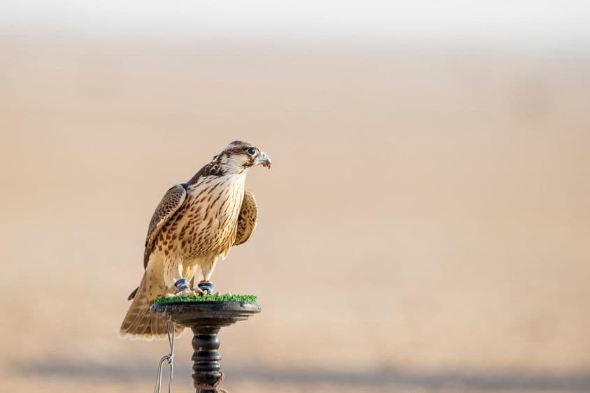 Sokol počas výcviku na púšti v Mesaieed, Katar.