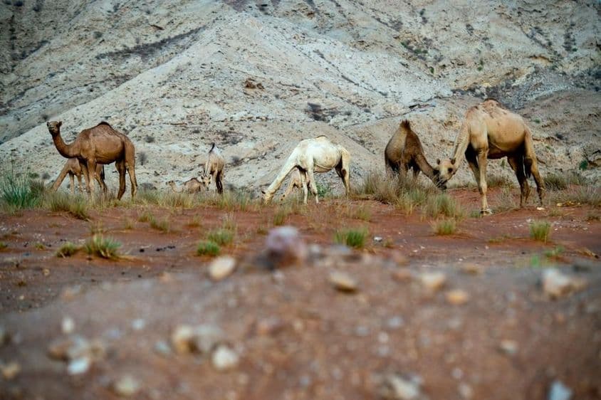 Púštna oblasť Al Faya v okrese Sharjah, novo zaregistrovaná ako lokalita svetového dedičstva UNESCO.