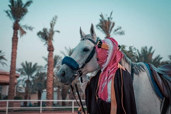 Kôň s palmami v pozadí.