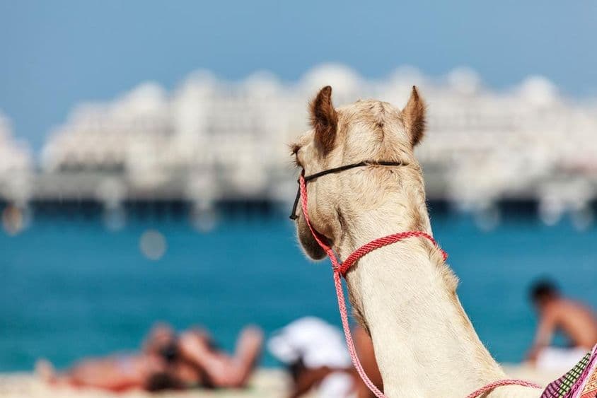 Jazda na ťavách je v Dubaji veľmi obľúbená v zime a chladnom počasí.