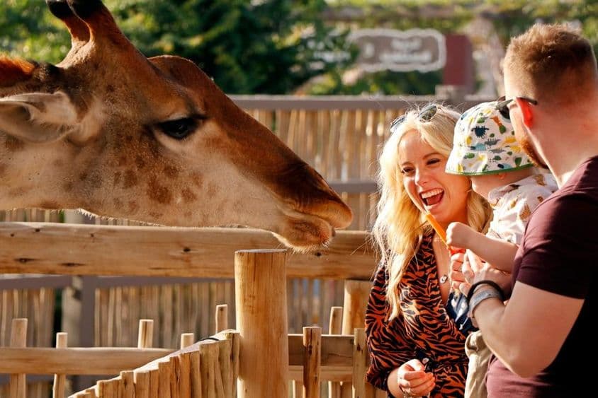 Rodina si užíva kŕmenie žiráf v Dubai Safari Parku.