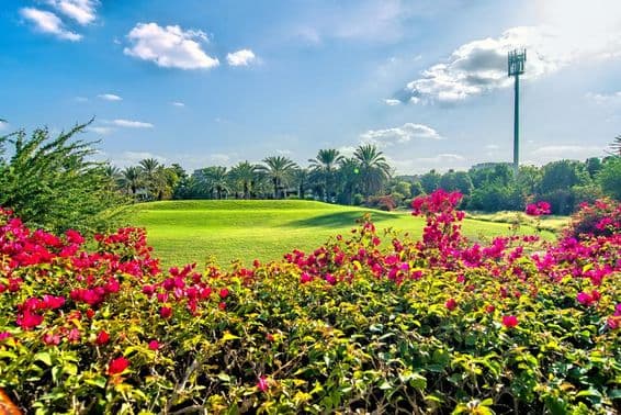 Krásne ráno s kvetmi a golfovým ihriskom v Dubaji.