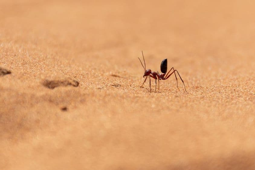 Saharský púštny mravec bežiaci po piesočných dunách v Ras al Khaimah.
