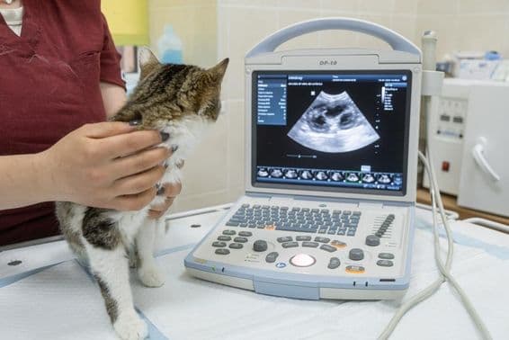 Mačiatko sediace pred ultrazvukovým prístrojom v modernej veterinárnej klinike.
