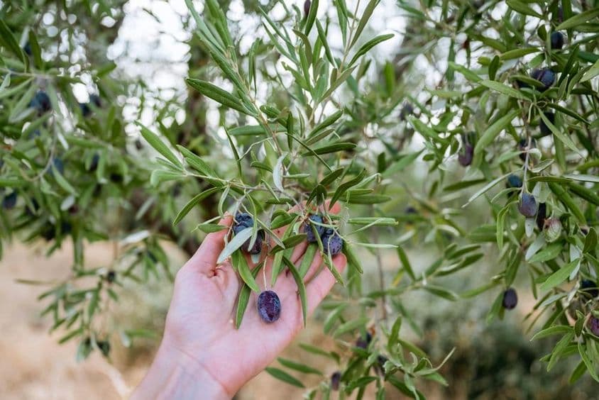 Ruka držiaca modrú olivu na olivovníku.