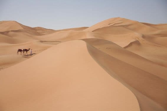 Ťavy na púšti v Dubaji.