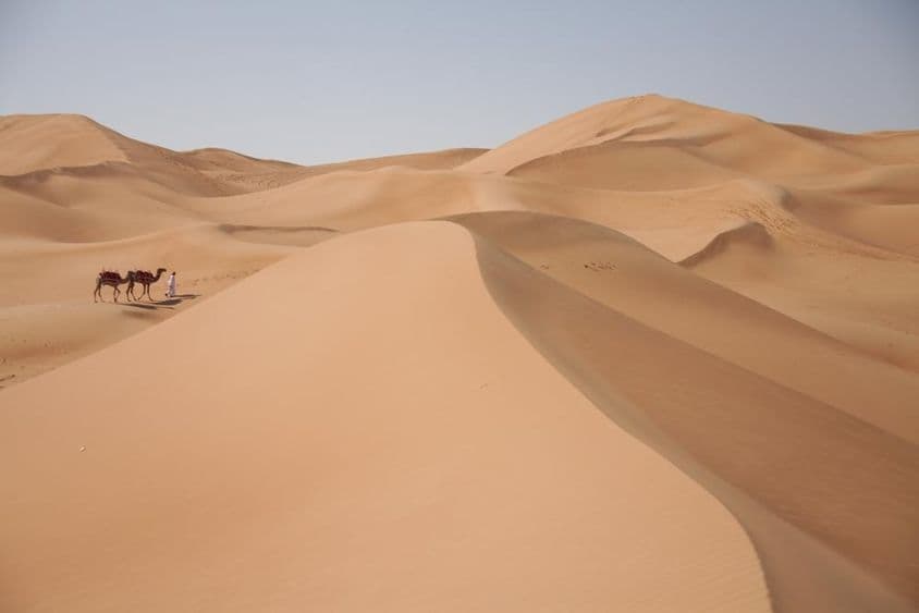 Ťavy na púšti v Dubaji.