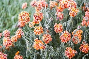 Biela námraza pokrývajúca žiarivo oranžový nechtík.