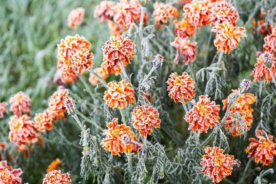 Biela námraza pokrývajúca žiarivo oranžový nechtík.