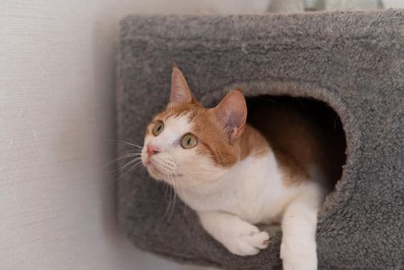 Mačka ležiaca na mačacej veži.