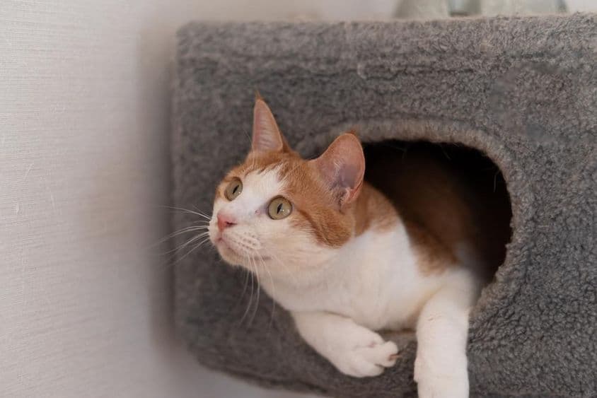 Mačka ležiaca na mačacej veži.