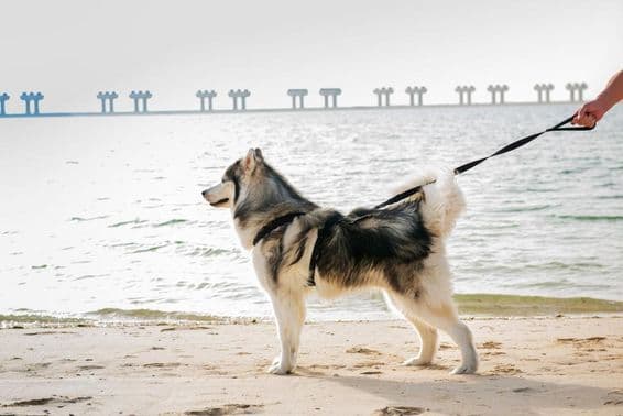 Pes malamute na pláži v Dubaji.