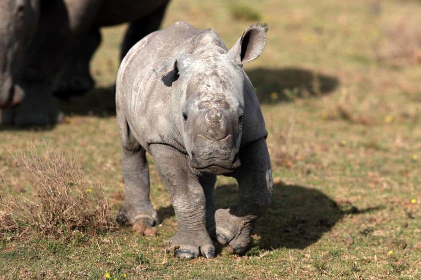 Novonarodený biely nosorožec.